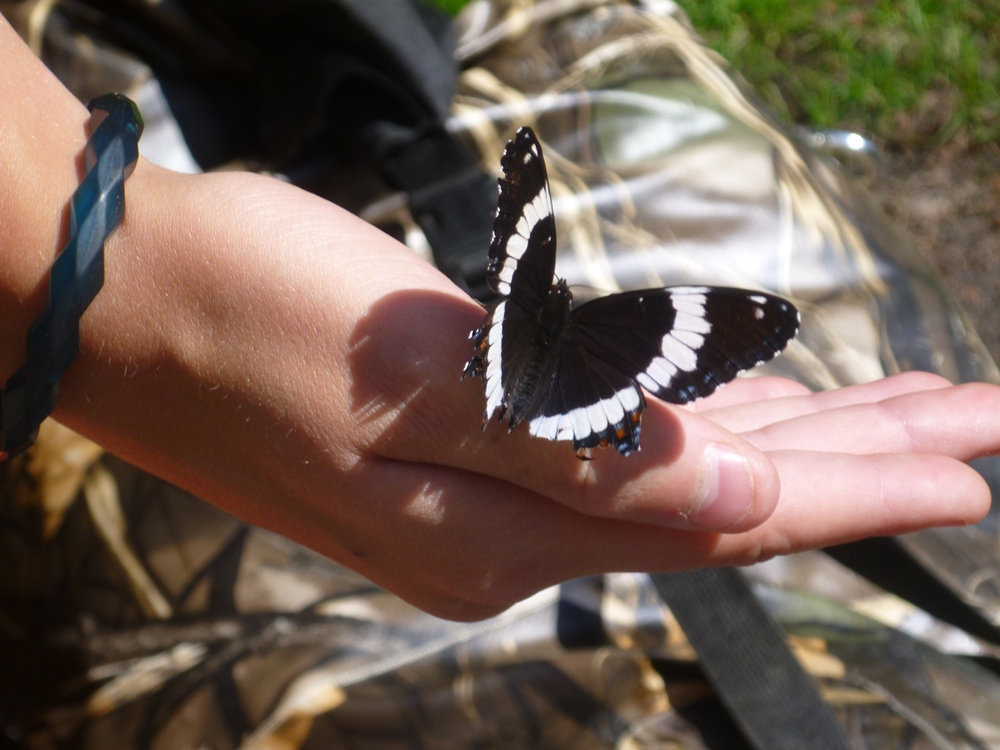 butterfly on hand